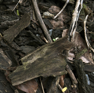 木干条柴火树皮背景图片