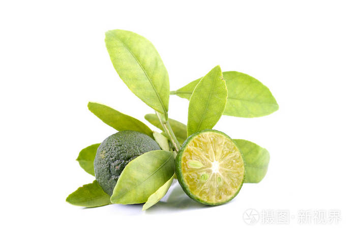 集团绿色四季和使用而不是孤立的白色背景上的柠檬叶