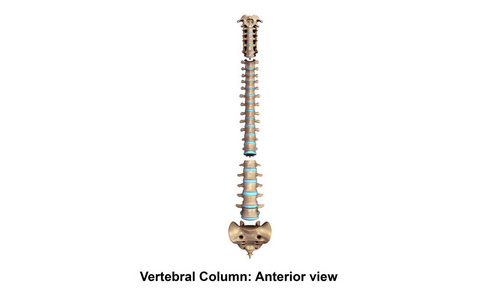 脊柱侧图片