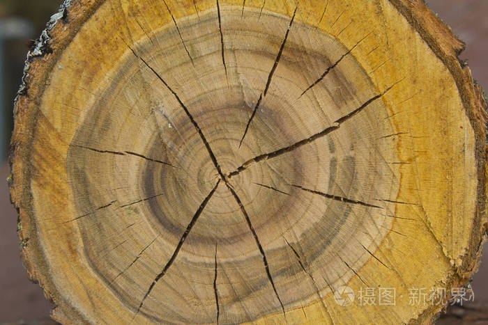 年度戒指.径向裂纹
