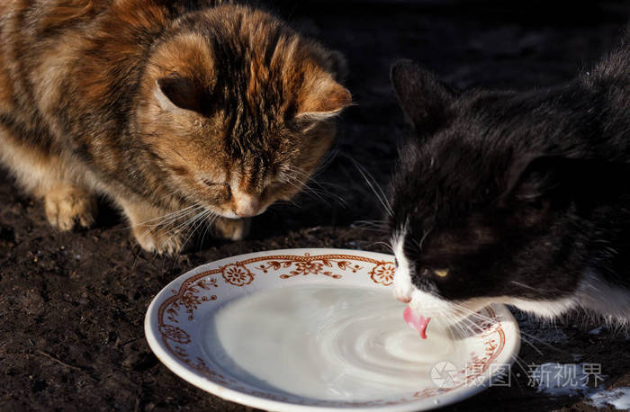 从碗里喝牛奶的猫