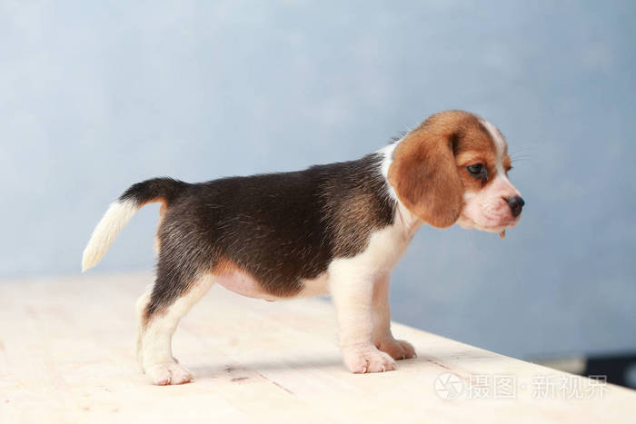 小可爱的小狗比格犬抬头