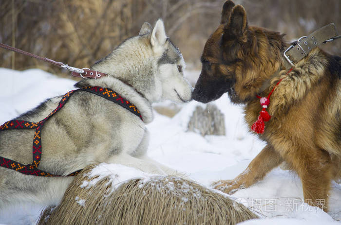 德国牧羊犬和西伯利亚雪橇犬走在冬季的森林