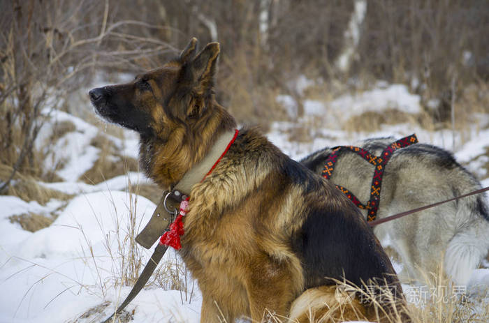 德国牧羊犬和西伯利亚雪橇犬走在冬季的森林