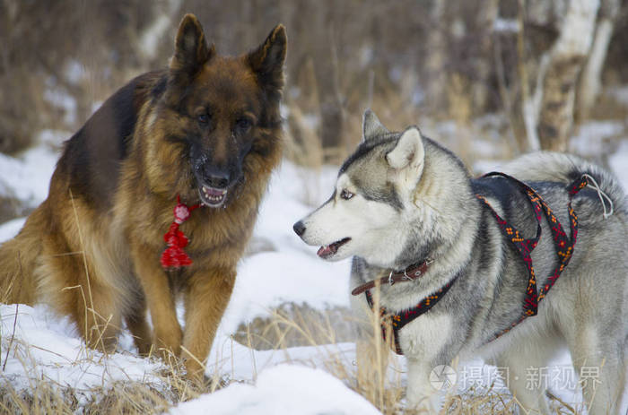 德国牧羊犬和西伯利亚雪橇犬走在冬季的森林