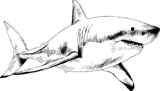 鲨鱼在油墨中绘制图片