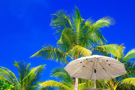 椰子 植物 场景 求助 泻湖 海岸 浪漫的 海岸线 海洋