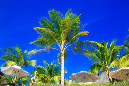 加勒比 场景 目的地 奢侈 椰子 海滩 求助 美丽的 放松