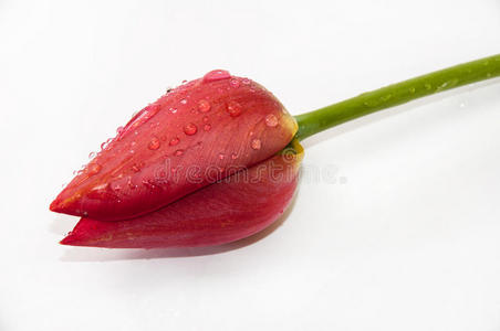 颜色 情人 季节 简单 庆祝 植物 自然 花的 郁金香 演播室