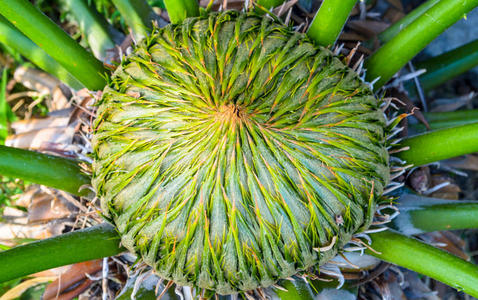 植物区系 热带 植物 西米 灌木 繁荣 种子 圆锥体 女王