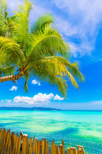 梦幻场景。白色沙滩上美丽的棕榈树。夏季n