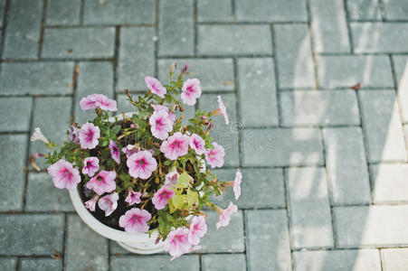 春天 开花 花束 美丽的 木材 粉红色 紫色 艺术 花瓶
