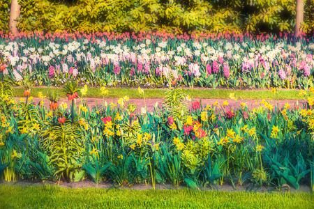 科肯霍夫公园里五颜六色的春花