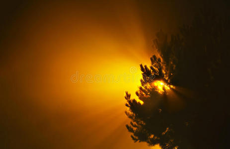 颜色 夏天 日出 松木 美丽的 阳光 森林 黎明 美女 日落