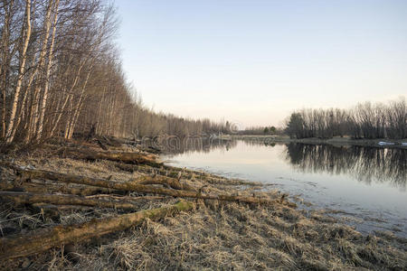 通道 环境 树干 森林 傍晚 流动 海滩 生态学 西伯利亚