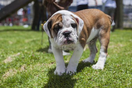 英国斗牛犬