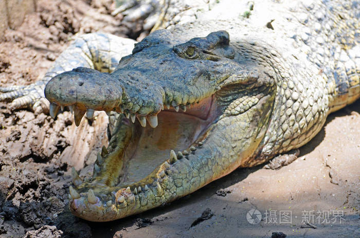鳄鱼鳄鱼在于在阳光下张开嘴
