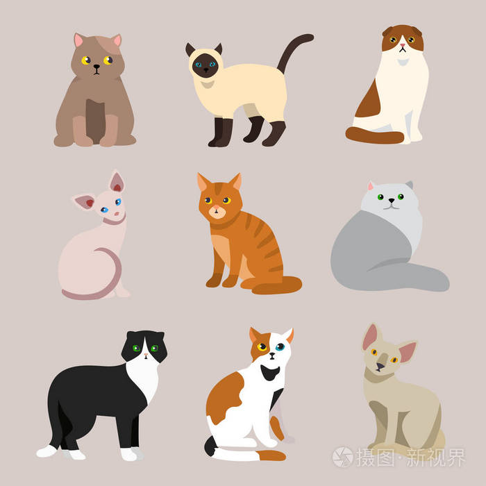 蓬松年轻可爱的卡通动物和非常有趣的玩猫坐在哺乳动物国内小猫矢量图