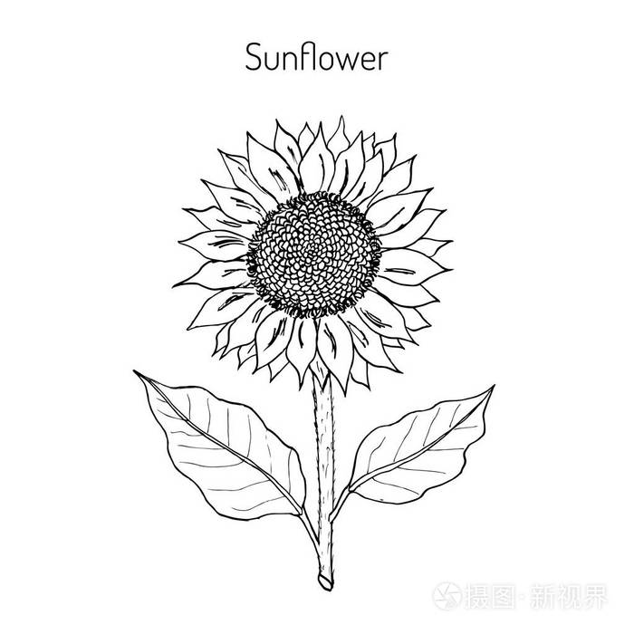 向日葵矢量图
