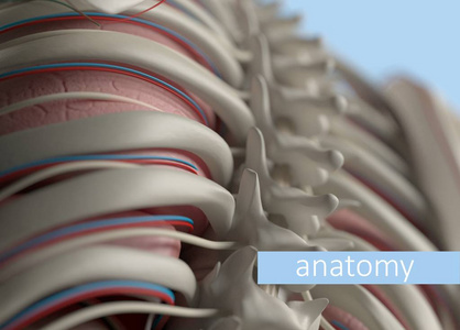 人体脊柱解剖模型图片