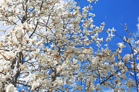 盛开的白玉兰树插画