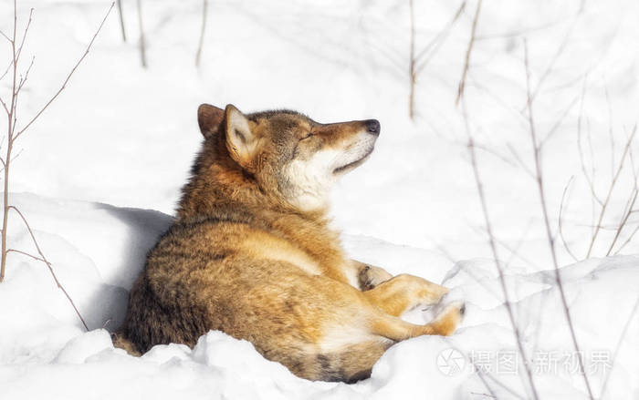 摄图新视界 照片 动物 一只狼躺在雪地里和放松.