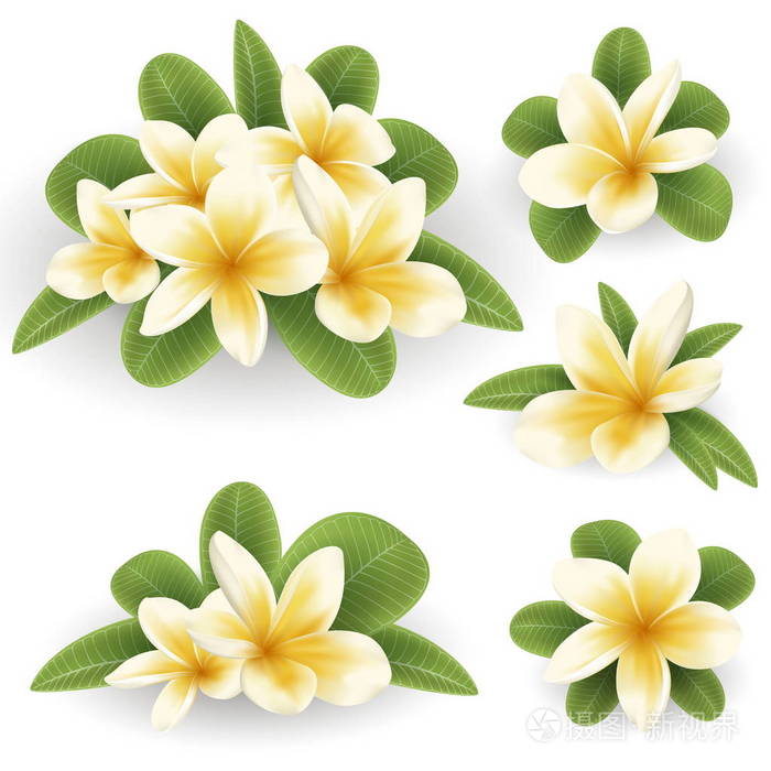 白色和黄色的鸡蛋花