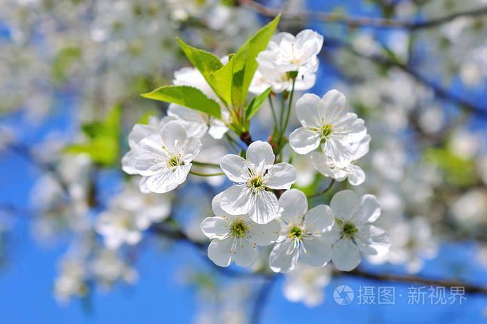 白樱桃花
