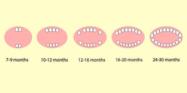 按月计算的儿童第一颗牙齿图片