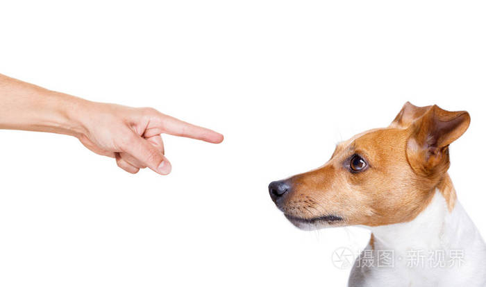 杰克·拉塞尔·特雷尔的狗因为用手指指着狗的行为非常糟糕而受到主人