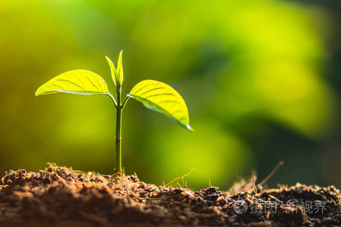 植树爱护拯救世界双手护着自然的幼苗和黄昏的阳光