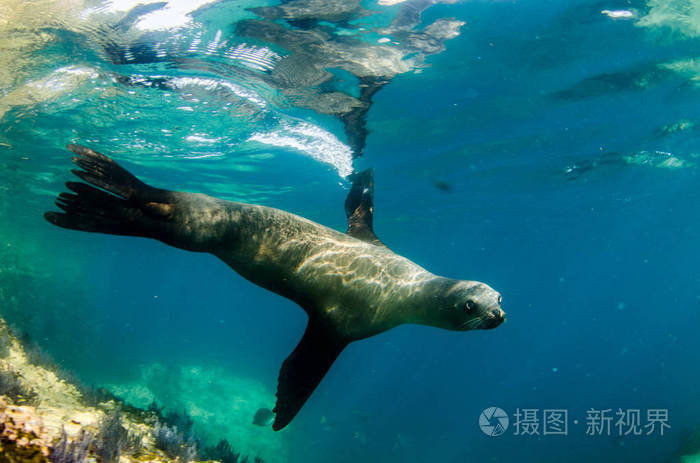 海狮(zalophus californianus)在拉帕兹的圣托岛的洛斯岛礁游泳和玩耍