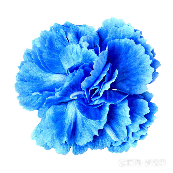 白色背景上分离的蓝色青色康乃馨花. 快关门. 设计元素.