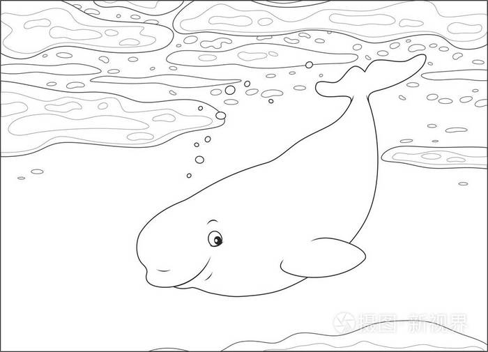 白鲸在极地海洋中漂浮的浮冰中游泳,黑白矢量插图,卡通风格为一本着色