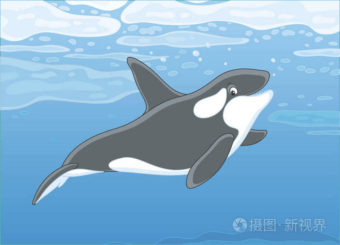 虎鲸在蓝色海水中漂浮的浮冰中游动,这是一幅卡通风格的极地海洋矢量