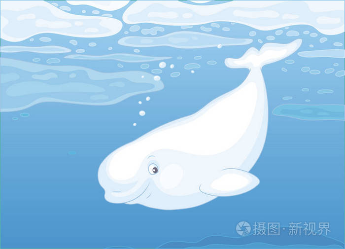 白鲸在蓝色水域的漂浮浮冰中游泳,这是一幅卡通风格的