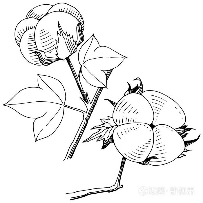 插画 病媒棉花 花卉植物花 野生春叶野花隔离.