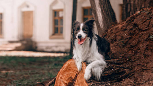 树上的智能边界牧羊犬图片