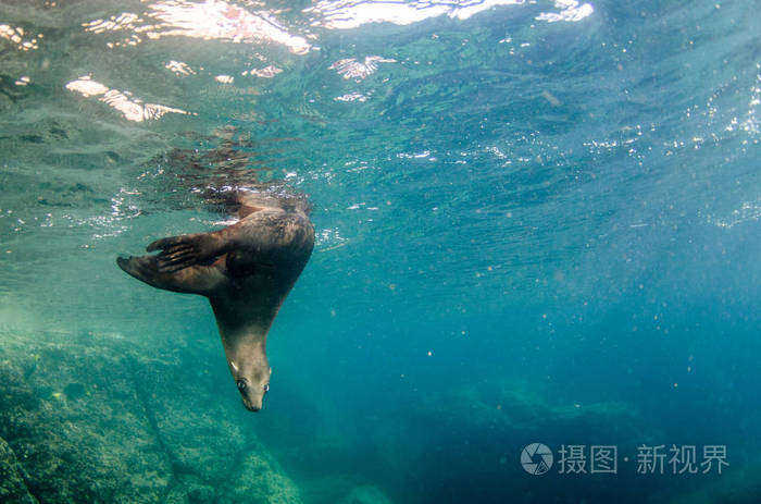 海狮(zalophus californianus)在拉帕兹的圣托岛的洛斯岛礁游泳和玩耍