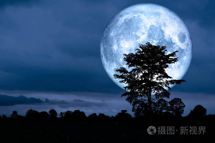 超级月亮回到夜空中的剪影树上这幅图像的元素由美国宇航局提供