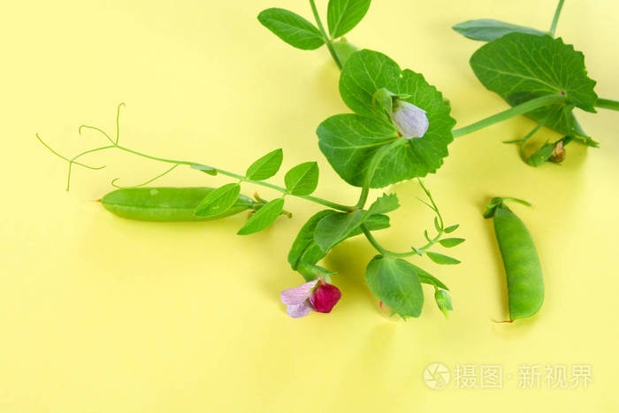 豌豆荚叶和豌豆花在浅糊背景上花卉布局