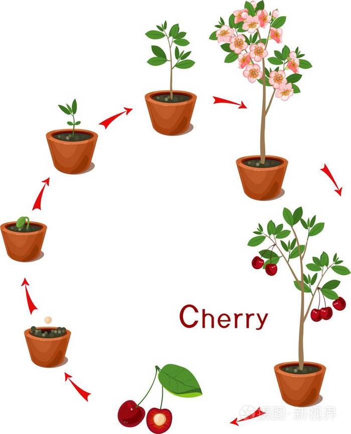 从种子到樱桃树的植物植物生长阶段