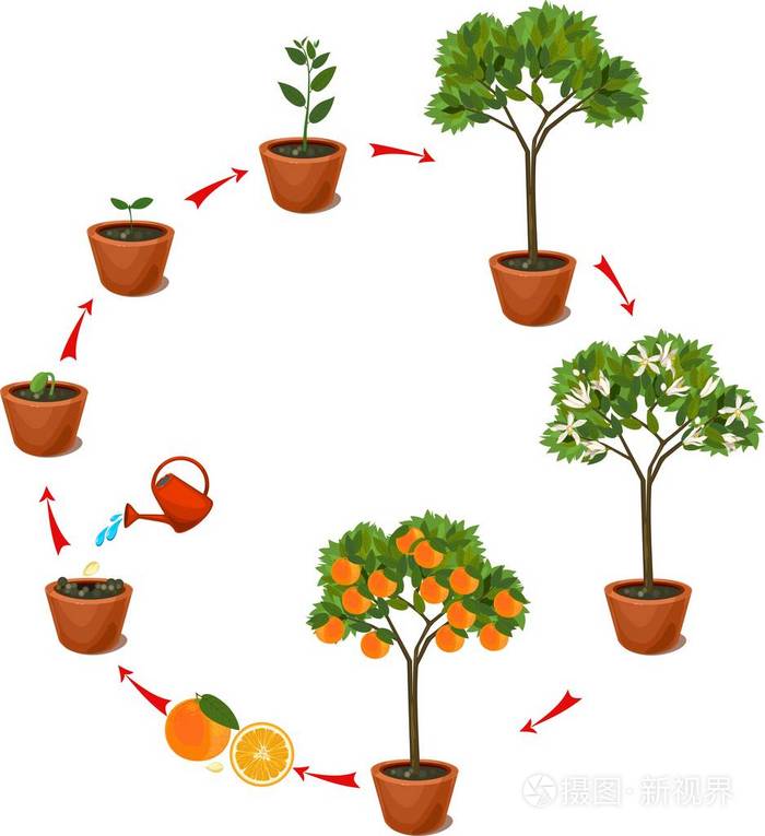从种子到橘子树的植物. 生命周期
