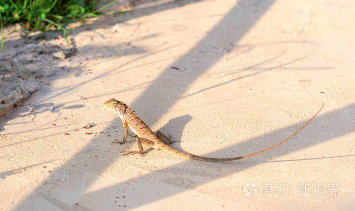 亚洲长尾蜥蜴在炎热的阳光下花园里的热带蜥蜴野生棕色蜥蜴模仿的皮肤