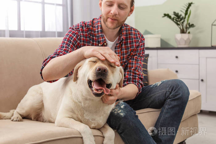 可爱的黄色拉布拉多猎犬主人在室内沙发上