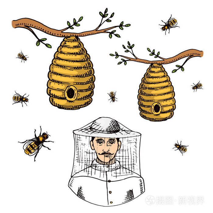 蜂房农场矢量手画老式蜂蜜制作农民养蜂插图自然产品蜜蜂