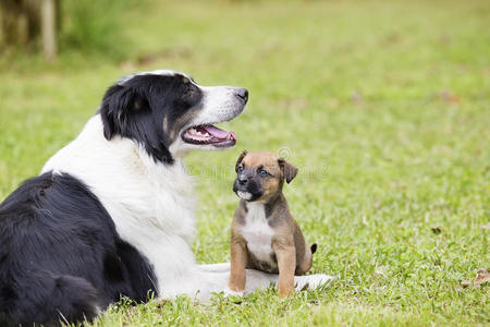 公园 同伴 自然 有趣的 颜色 复制空间 犬科动物 宝贝