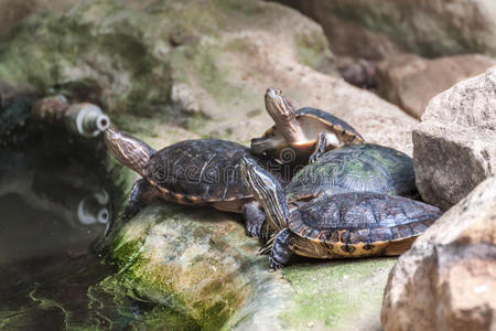 宠物 乌龟 池塘 两栖动物 巴尔干半岛 休息 岩石 爬行动物