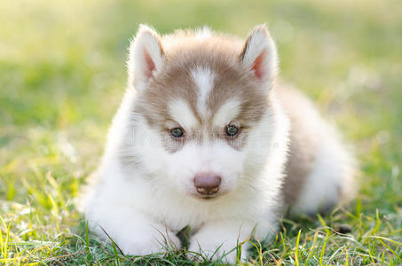 可爱的西伯利亚哈士奇小狗在绿色的草地上