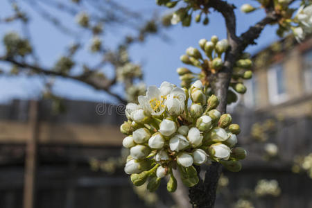 苹果树花蕾和背景蓝天的房子